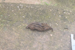 Monodelphis americana