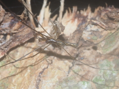 Tetragnatha keyserlingi