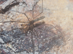 Tetragnatha keyserlingi