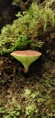 Phylloporus phaeoxanthus simplex