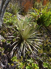 Celmisia armstrongii