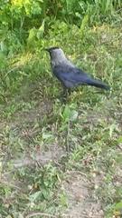Corvus monedula