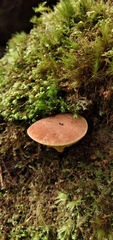 Phylloporus phaeoxanthus simplex