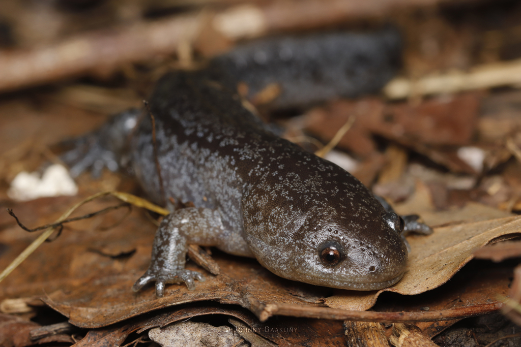 Spotted Salamander  Oklahoma Department of Wildlife Conservation