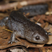 Mole Salamander - Photo (c) Johnny Baakliny, some rights reserved (CC BY-NC), uploaded by Johnny Baakliny