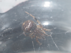 Parasteatoda cingulata