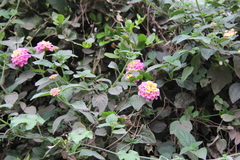 Lantana