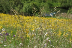 Helictotrichon desertorum