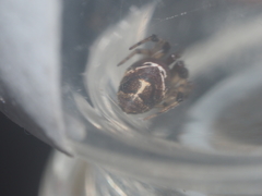 Parasteatoda cingulata