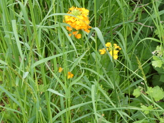 Erysimum × marshallii