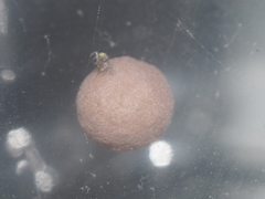 Parasteatoda cingulata
