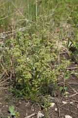 Trinia multicaulis