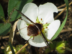 Bombylius pygmaeus