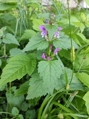 Lamium maculatum