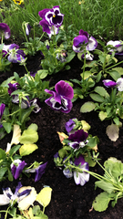 Viola × wittrockiana