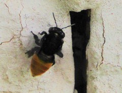 Euglossini
