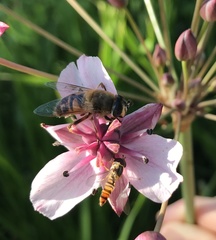 Eristalis tenax