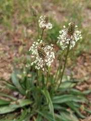 Plantago lanceolata