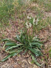 Plantago lanceolata