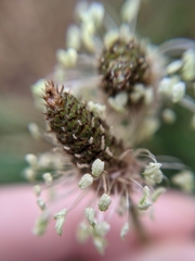 Plantago lanceolata