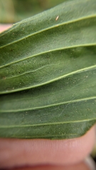 Plantago lanceolata