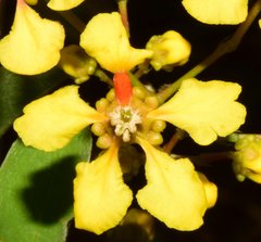 Tetrapterys mexicana