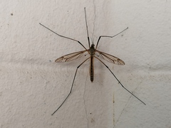 Tipula vernalis
