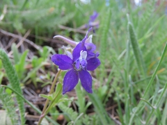 Delphinium decorum tracyi