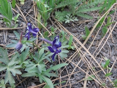 Delphinium decorum tracyi