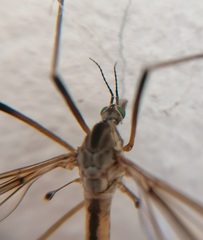 Tipula vernalis