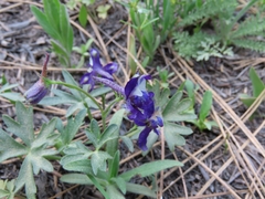Delphinium decorum tracyi
