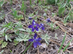 Delphinium decorum tracyi