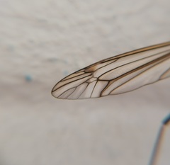 Tipula vernalis