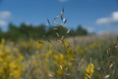 Helictotrichon desertorum