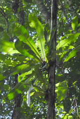 Philodendron linnaei