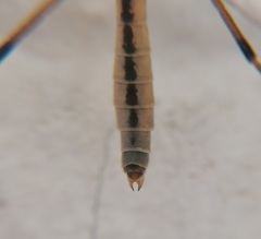 Tipula vernalis