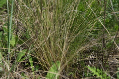 Helictotrichon desertorum