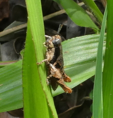 Eujivarus meridionalis