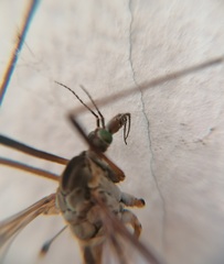 Tipula vernalis