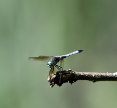 Pachydiplax longipennis