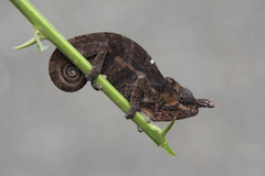 Kilimanjaro Blade-Horned Chameleon photo 3