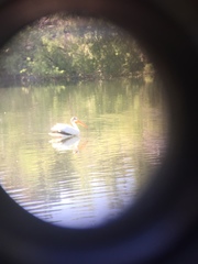 Pelecanus erythrorhynchos