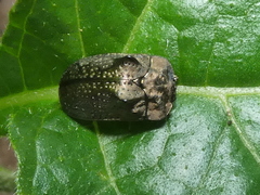 Chlamydocassis bicornuta