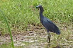 Egretta ardesiaca