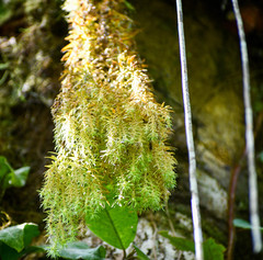 Phlegmariurus linifolius