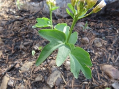 Cardamine pachystigma