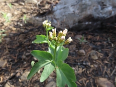 Cardamine pachystigma