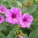 Mirabilis multiflora - Photo (c) Jerry Oldenettel,  זכויות יוצרים חלקיות (CC BY-NC-SA)