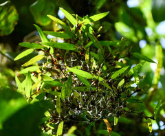Maxillaria parviflora