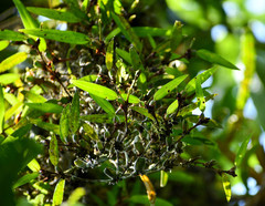 Maxillaria parviflora